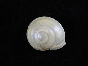Land snail Calocochlea garibaldiana 41.9mm ID#9141 - Picture 1 of 2
