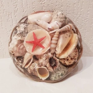 Muschelkörbchen ca. 500g - Schneckenhäuser / Muscheln zur Dekoration Aquarium - Bild 1 von 1