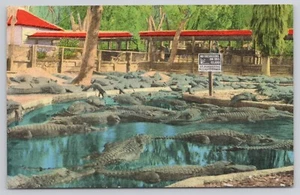 St. Augustine Florida FL Alligator Farm Tourist Attraction Postcard - Picture 1 of 2