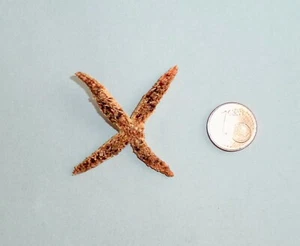 Coscinasterias tenuispina. Ionian, Mediterranean Sea Star, Starfish from Albania - Picture 1 of 2