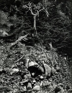 1930s Vintage EDWARD WESTON Cypress Tree Point Lobos Photo Gravure Art 16x20 - Picture 1 of 1