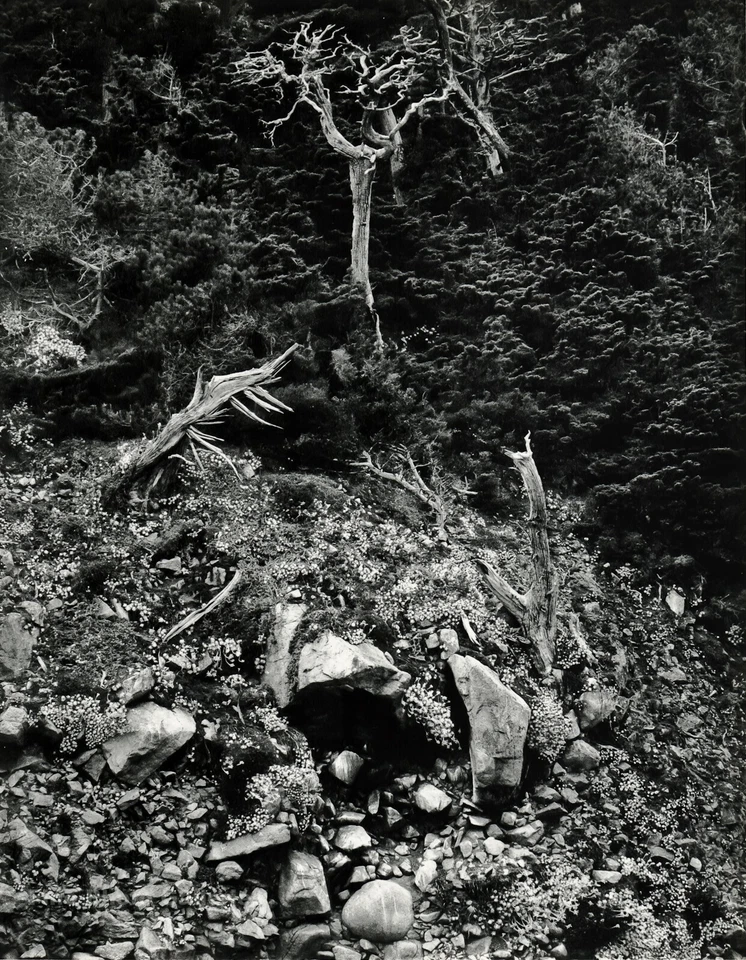 Arte grabado fotográfico Lobos con punta de árbol de ciprés EDWARD WESTON de colección de la década de 1930 16x20 Foto 1 de 1