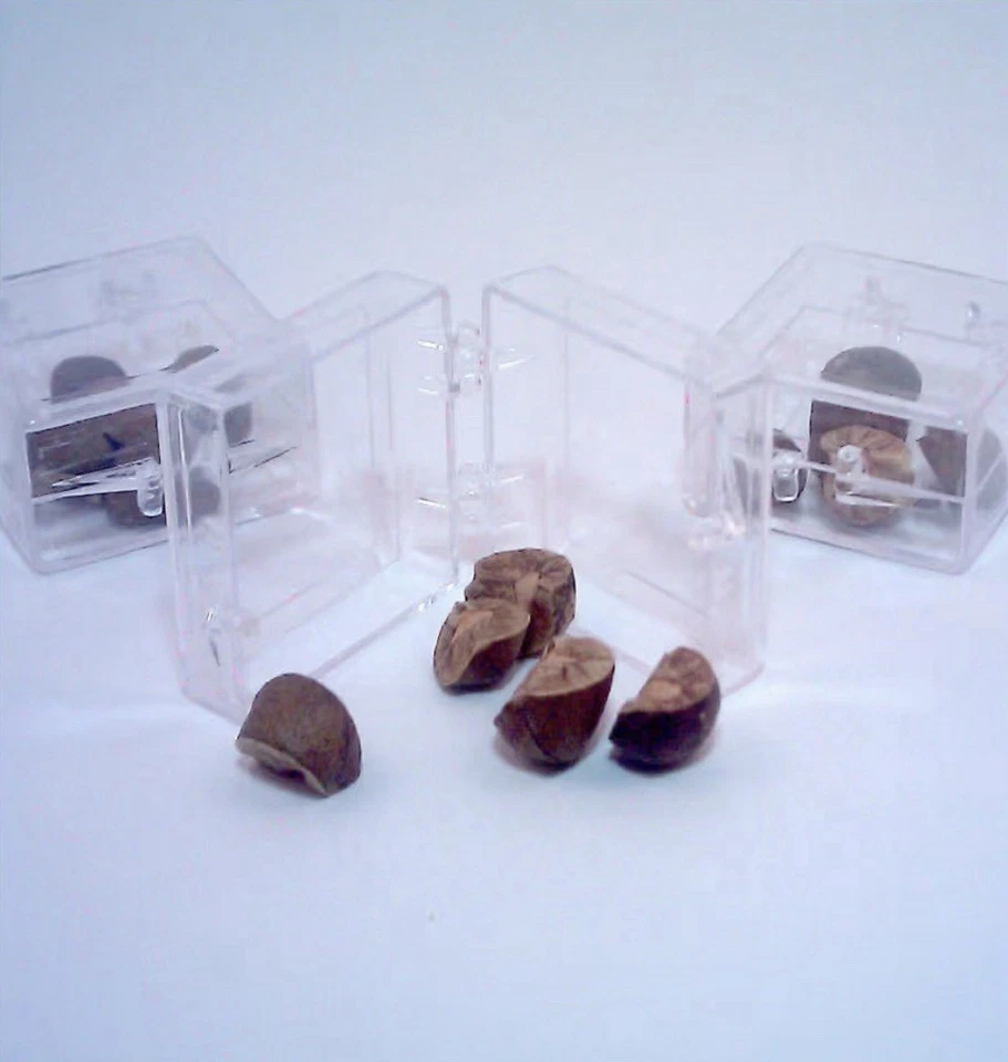 Real Live Magic Mexican Jumping Beans 3 astucci da 5 fagioli ogni divertente per bambini - Immagine 1 di 1