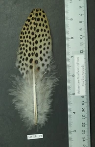 One ~6.25" Clipped Argus Cock Leopard Rump Feather Lot-SF 23 - Picture 1 of 3