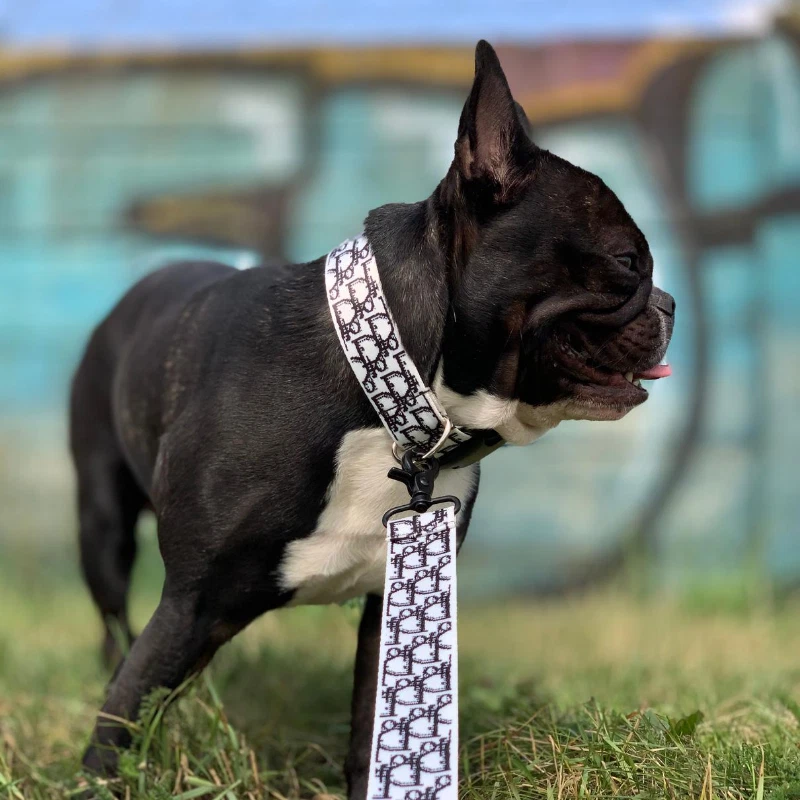 Juego de collar y correa Dogior Foto 1 de 4