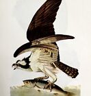 Fish Hawk Bird Lithograph 1950 Audubon Antique Art Print DWP6C
