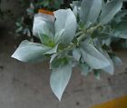 Silber Knopfholz Conocarpus erectus 30 Samen  