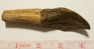 CAMERASAURUS ZAHN fossil gegossen Replik Dinosaurier Zahn GEOFIN Italien B - Bild 1 von 4