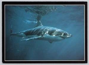 Continental Postcard Animals Fish Great White Shark - Picture 1 of 2
