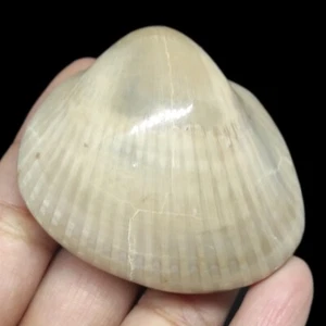 105gr Natural Polished Bivalvia Clam Rough PELECYPODA Fossil - Picture 1 of 5