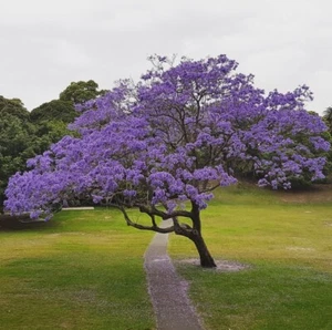 Blue Jacaranda Tree Plant Live - Jacaranda Mimosifolia - 6 to 8 Inches Tall - Picture 1 of 7