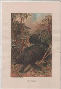 COLLECTIBLE ART Print  (1885)  "RHINOCEROS"  Chromolithograph Prang Selmar Hess - Picture 1 of 1