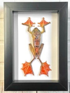 Harlequin Tree Frog (Rhacophorus pardalis) Shadow Box Frame Display Case F - Foto 1 di 3