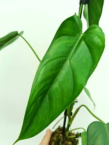 Philodendron DOLICHOGYNIUM - Imagen 1 de 7
