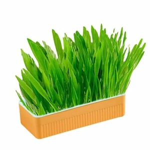 Hydroponic Cat Grass Kit Soil Free Growing Catnip Cat Grass with Planting Box - Picture 1 of 12