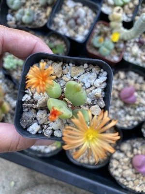 Conophytum Frutescens Rare Lithops Succulent Live Plant - Image 1 of 4