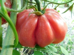 Cotelée de Valence tomate de Francia - 10+ semillas - semillas - p 474 - Imagen 1 de 2