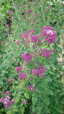 250 Samen Oregano, wilder Majoran (Origanum vulgare) - Bild 1 von 3