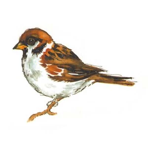Sparrow Bird Overglaze Waterslide Ceramic Decals - Picture 1 of 5