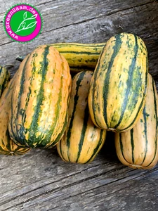 Kürbis 🎃️ BUSH DELICATA 🍁 10+ Samen nussig süß aromatischer Grillkürbis - Bild 1 von 10