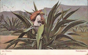Tialchiquero - MEXICO - 1905 - Picture 1 of 2