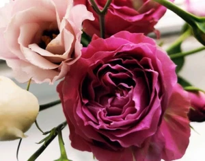 Lovely Girls Outfit From Next & Blue zoo Age 10-11 Years - Picture 1 of 1