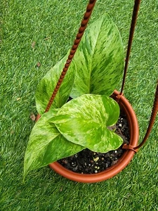 Pothos Marble Queen House Live Plant snow pothos Vine plant Potted - Picture 1 of 2