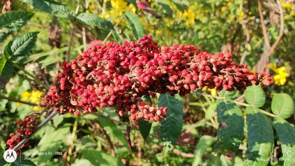 Smooth Sumac, Rhus Glabra,150+ Dried Red Berries.  INCLUDING 10 VIABLE SEEDS - Image 1 of 3