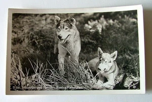 RPPC POSTCARD KLONDIKE AND NANUK ALASKA MALAMUTES REAL PHOTO - Picture 1 of 2