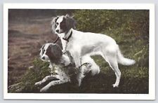 Animal ~ Dogs on Chain ~ Carte postale des années 1920