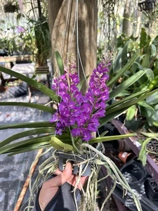 Rhyncocentrym lilac blossom 'Blue sapphire' BS - Picture 1 of 5
