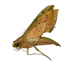 Unmounted Butterfly/Sphingidae - Xylophanes docilis, FEMALE, Bolivia - Imagen 1 de 1
