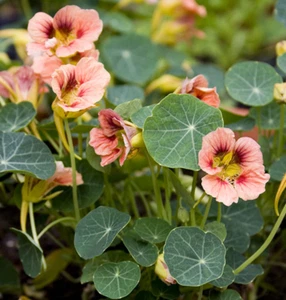 10 Peach Nasturtium Seeds Easy-to-Grow Annual Flowers - Picture 1 of 3