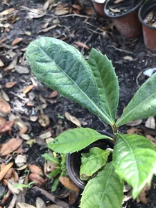 LOQUAT TREE PLANTjapanese Plum Organic  medium plant - Picture 1 of 1