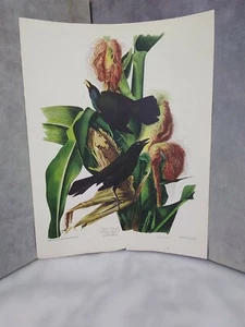 John J. AUDUBON BROAD WINGED HAWK PRINT  - Picture 1 of 5