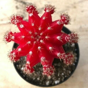 Gyncocaleum Mihanovichii Friedrichii 'Cactus Luna' ""Rojo"", viene en una olla de 2,5 - Imagen 1 de 2