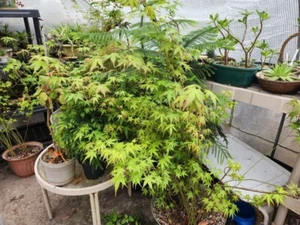 Japanese Green Leaf Maple Acer palmatum ‘Green Leaf’ 3 trees - Picture 1 of 10