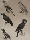 Parrots, Parrakeet, And Cockatoo - Mounted Antique Bird Print, Richardson C1862