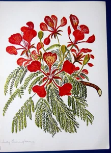 ROYAL POINCIANA FLAME TREE FOREST ~ Floral Botanical Tropical Flower Art Print - Picture 1 of 1