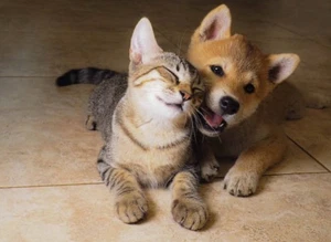 Cat And Dog INA SHIBU - Photo Picture 8x10 Size Glossy - Picture 1 of 2