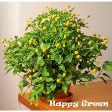 PIANTA MAL DI DENTI - 400 SEMI - Spilanthes Oleracea - Erba...