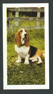 BASSET HOUND 1961 HORNIMANS TEA COLLECTABLE DOG TRADE CARD #3 - Foto 1 di 2