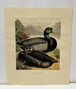 J.K Fowlers Pair of Rouen Ducks Antique Print by Ludlow Lithograph 10" x 12" - Picture 1 of 8