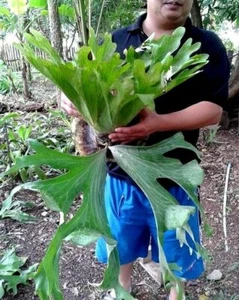Staghorn Fern Spore Platycerium wallichii 5000 esporas Tailandia + CERTIFICADO GRATUITO - Imagen 1 de 2