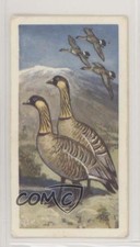 1963 Brooke Bond Wildlife in Danger Tea Ne-Ne or Hawaiian Goose #28 0e3