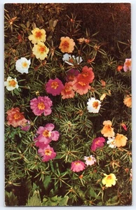 Foto a color de flores de Portulaca mixtas de postal vintage Boston P1286 sin usar - Imagen 1 de 2