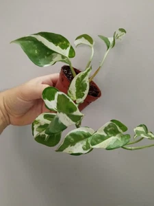 Epipremnum pinnatum NJOY Ø6 Planta joven colgante de interior potho - Imagen 1 de 1