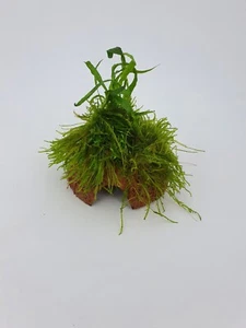 Wasserpflanzen auf Kokosnuss Höhle  m. Farn +Moos ca. 10-12cm Deko - Bild 1 von 2