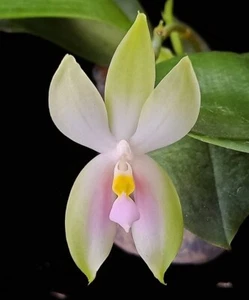 Orchid Orchidee Orquídea Phalaenopsis bellina var. pink Fire × sib (3 Pr) - Foto 1 di 7