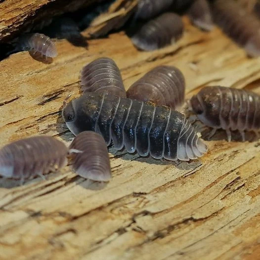 Cubaris sp white side  - Isopode (Lotto 10PZ) - Immagine 1 di 1